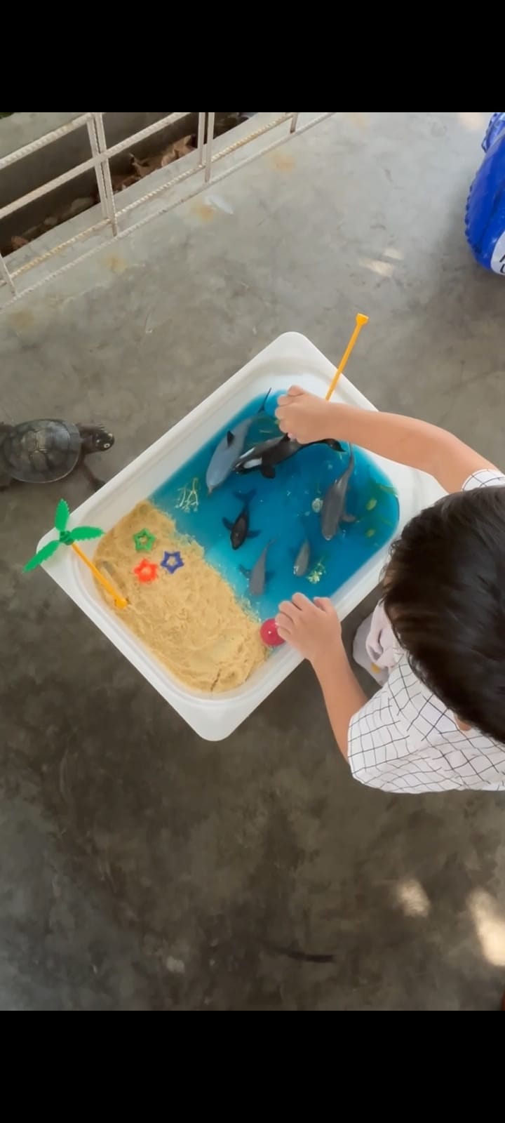 Bermain Dengan Paus